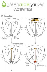 th grade algebra worksheets flower parts template polination