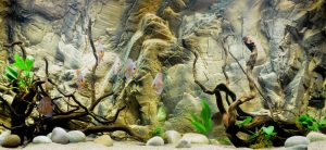 aquarium background paper d aquarium background