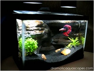 aquarium background paper