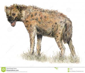 artistic business cards spotted hyena