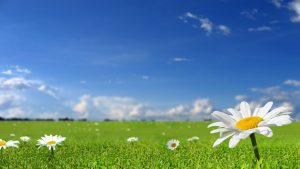 beautiful background pictures beautiful white flower leaf background