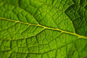 biology cover letter green leaf closeup unsplash