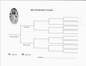 blank pedigree chart iris pedigree chart