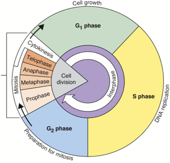 blank unit circle pdf