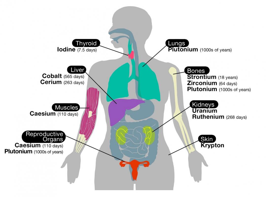 Body Organ Diagram | Template Business