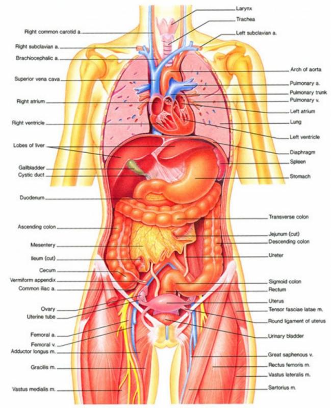 body organ diagram