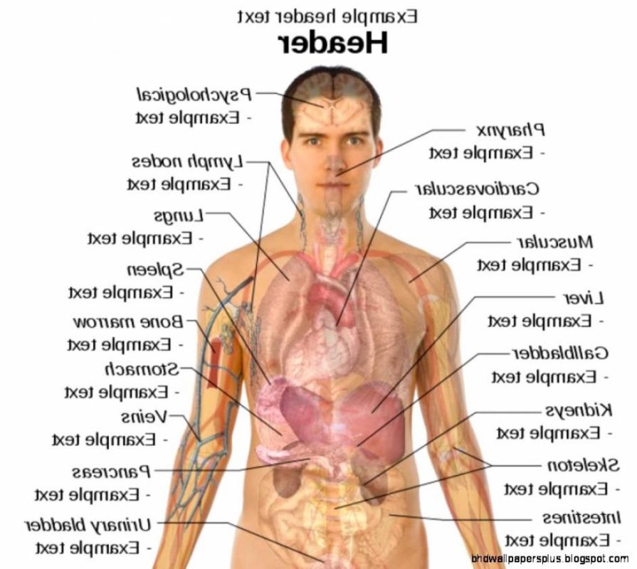 Body Organ Diagram | Template Business