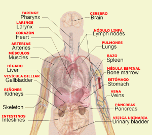 body organ diagram organs