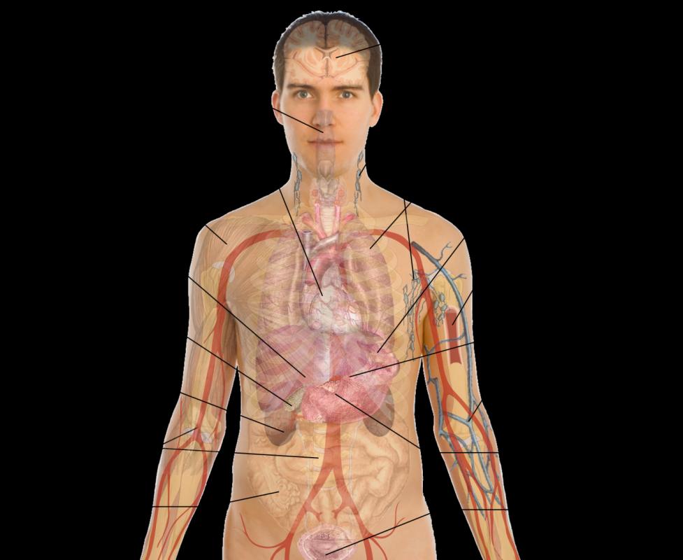 Male Anatomy Diagram - Clipart of a Medical Diagram of the Male