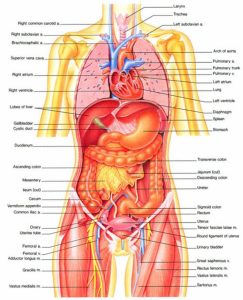 body organs diagram female human body diagram of organs human body inner diagram anatomy human body