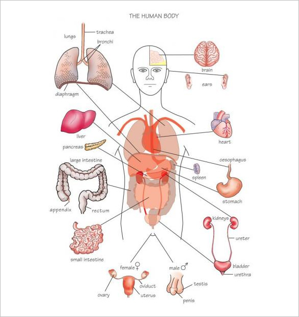 Body Organs Diagram | Template Business