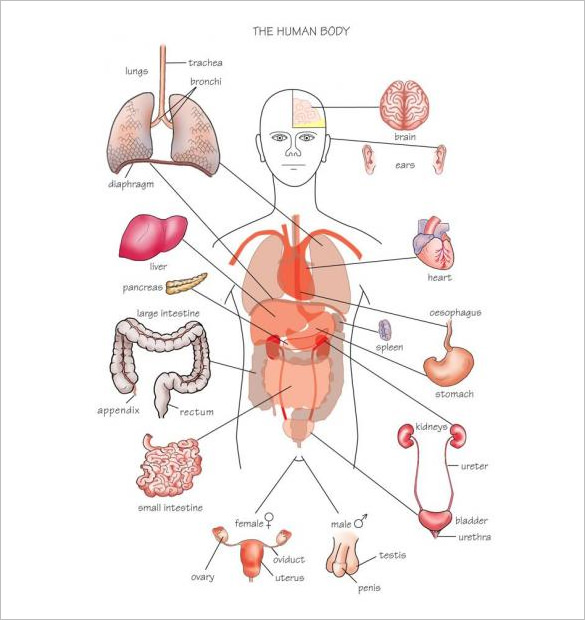 Body Organs Diagram Template Business