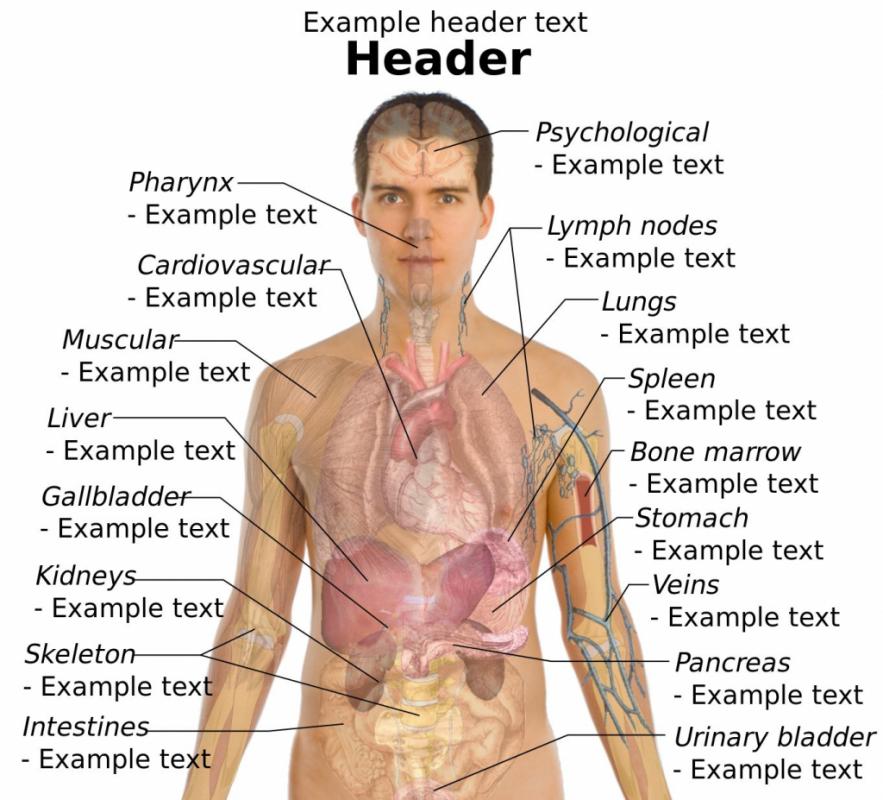 diagram man internal organs