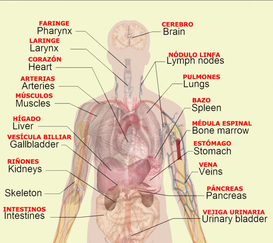 Body Organs Diagram | Template Business
