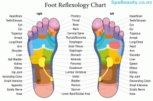 budget template free reflexology chart spabeauty