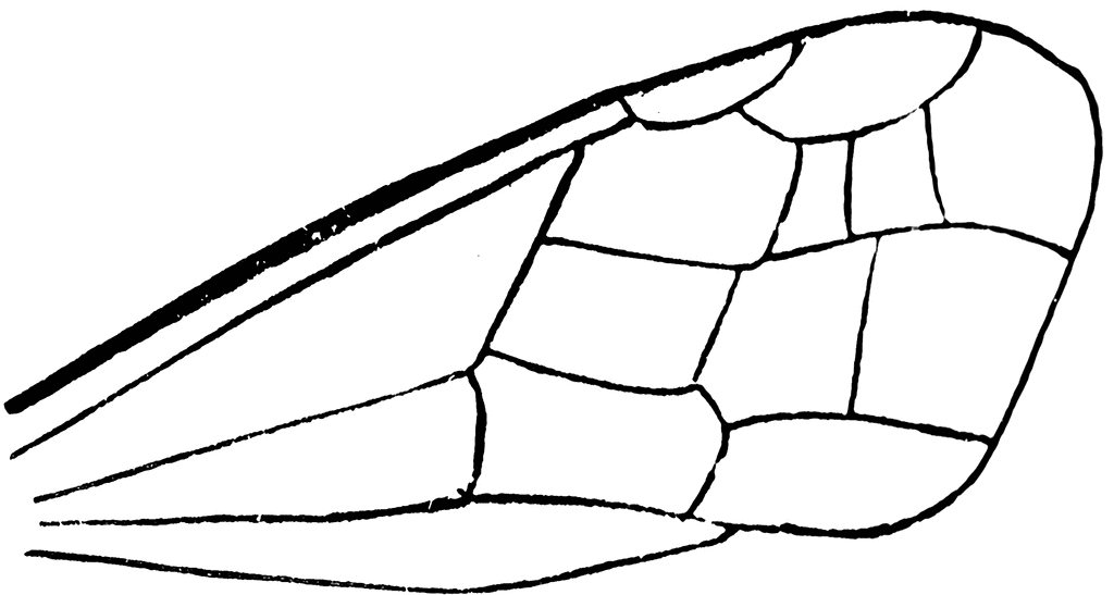 butterfly wing template