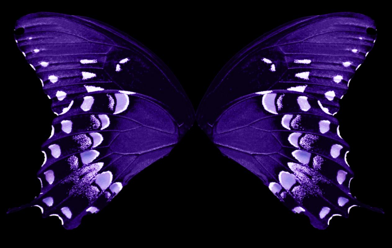 Butterfly Wing Template Template Business