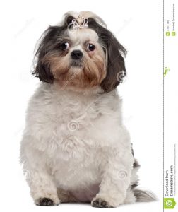 cut out crown shih tzu crown hair clip months old