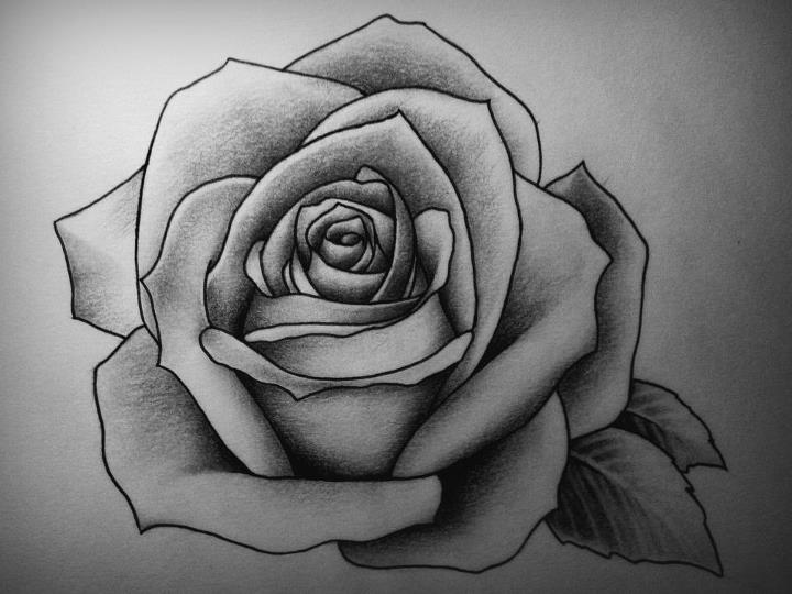 drawing of rose