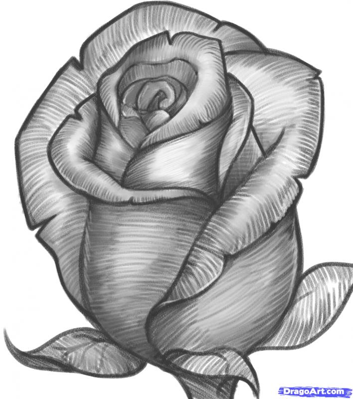 drawing of rose