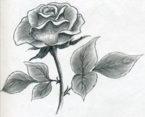 drawing of rose how to draw a rose