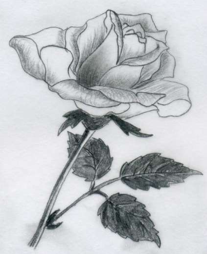 drawing of rose