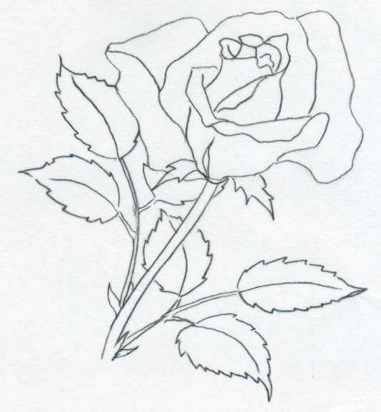 drawing of rose