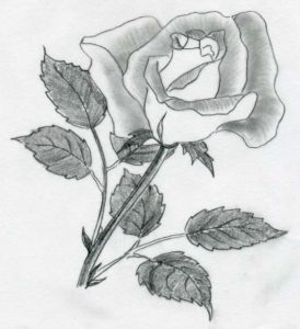 drawing of rose rose drawings