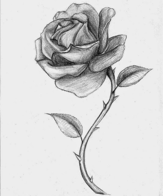 drawing of rose