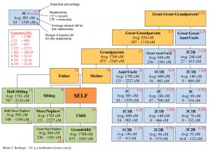 family tree diagram maker shared cm relationship tree