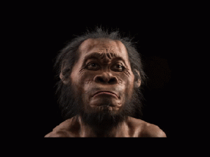 family tree sample homonaledi