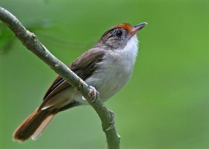 family tree with pictures scalycrowned babbler