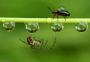 famous still life photographers macro photography preview