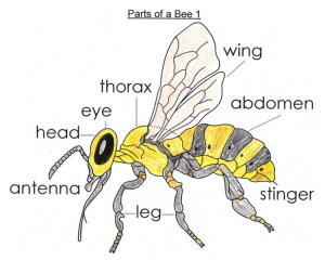 letters of introduction for teachers parts of bee