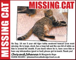 lost pet template missingcatadvert