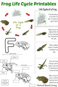 montessori lesson plans frog life cycle pin x