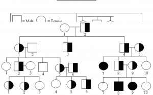 pedigree chart template bg