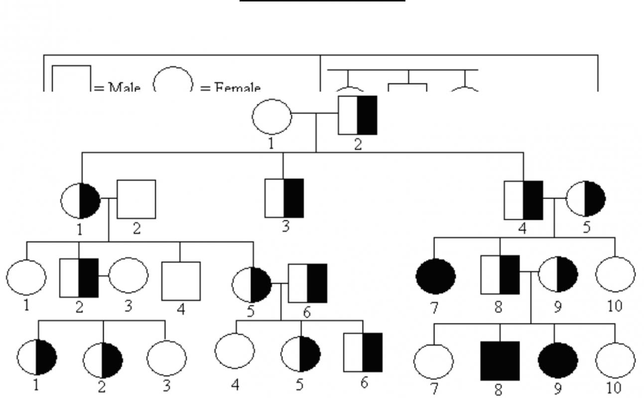 pedigree chart template