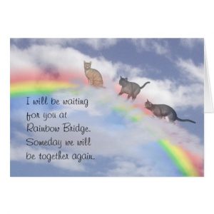 print out sympathy card cats waiting at rainbow bridge greeting card rdccacdbeec xvuak byvr