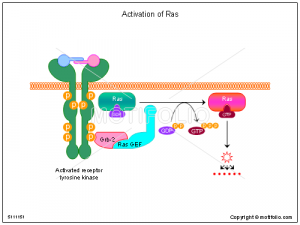 professional ppt templates activation of ras