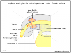 professional ppt templates lung buds growing into the pericardioperitoneal canals weeks embryo