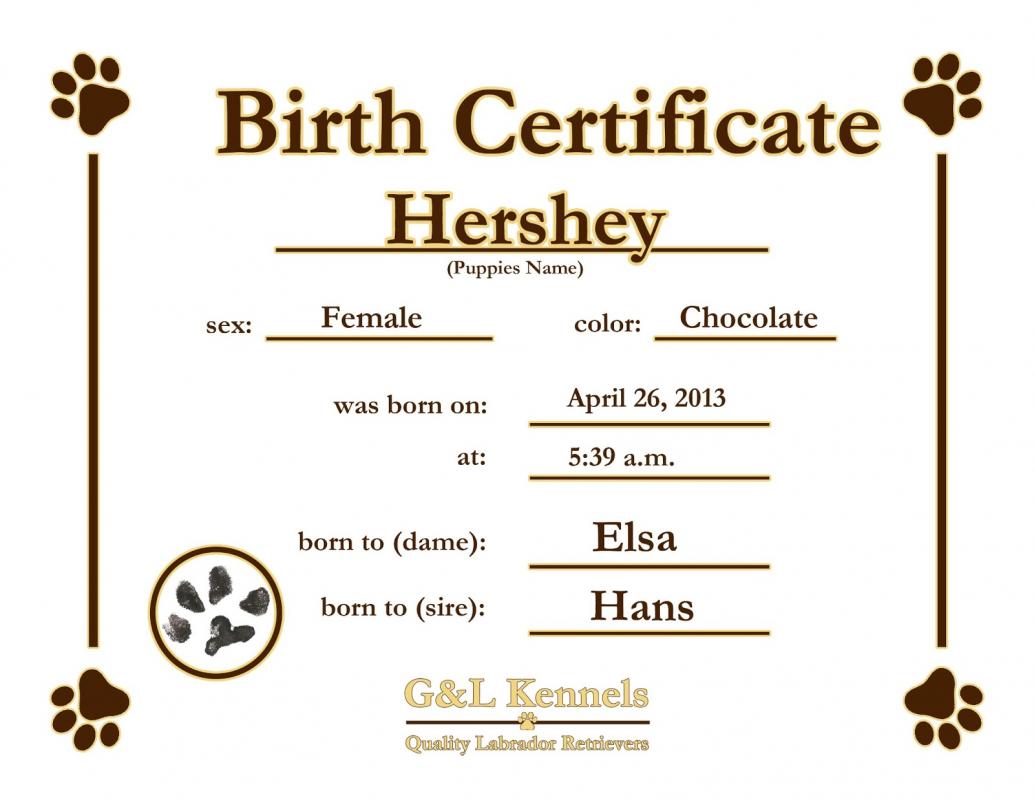 Puppy Birth Certificates Template Business