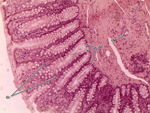 sample lab report biology picture