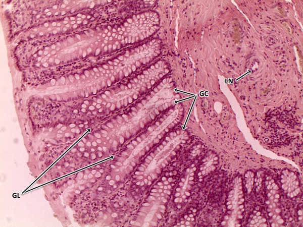 sample lab report biology