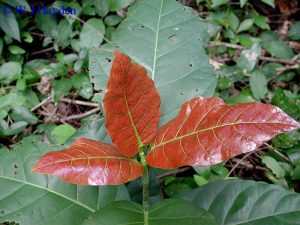 simple family tree coccoloba barbadense s