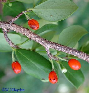 simple family tree erythroxylon rotundifolium s