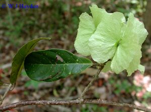 simple family tree wimmeria bartletii s