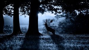 the best backgrounds awesome deer wallpaper