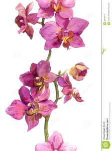 tropical flowers drawing floral strip border exotic flowers orchids seamless background orchid hand painted watercolor drawing