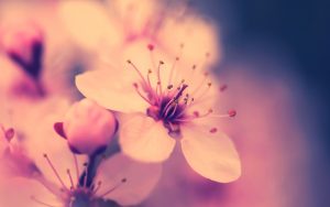 weddings backgrounds images cherry blossom flower hd wallpapers